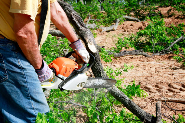 Best Tree Preservation Services  in Appomattox, VA